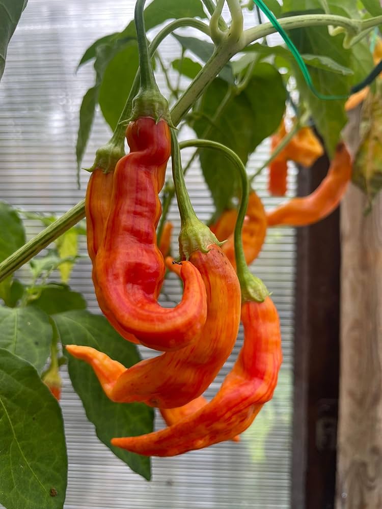 Sugar Rush Red Pepper Capsicum Baccatum Vegetable Seeds for Planting in Home Garden and Balcony Pots